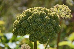 Angelica litvora - not only healing