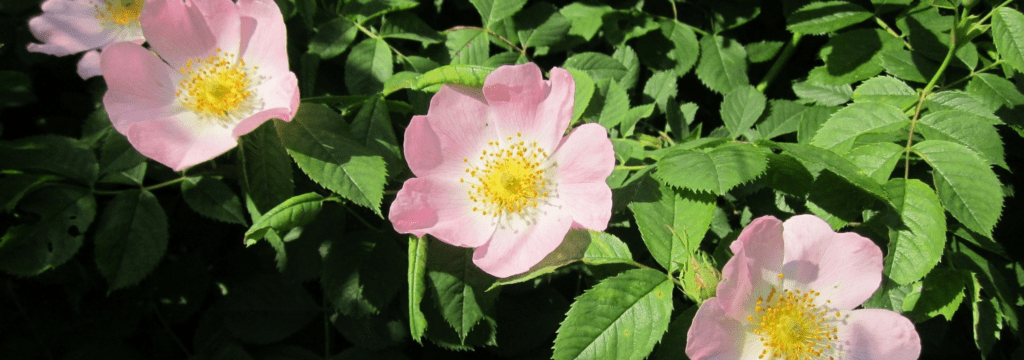 La rosa silvestre: ¡una bomba de vitaminas!