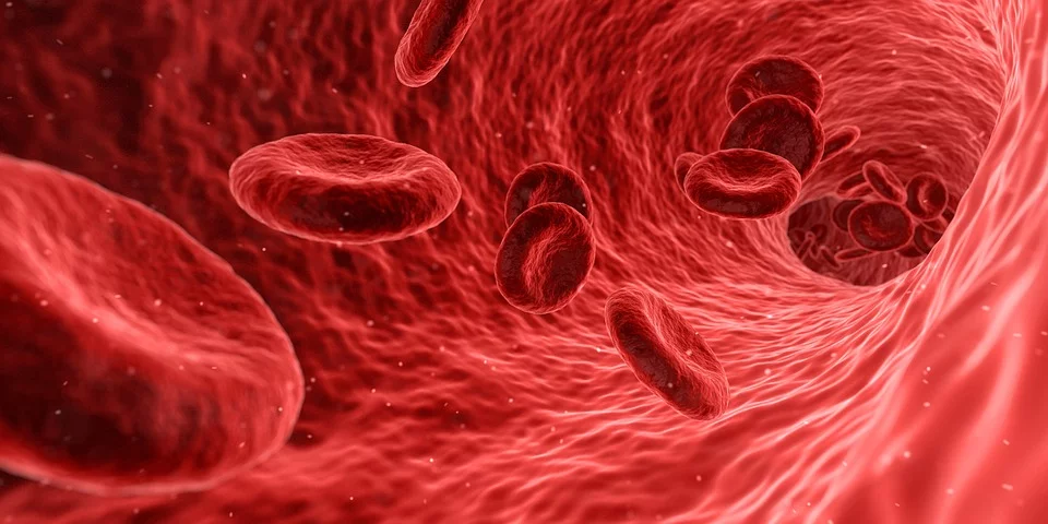 Sangre y células madre